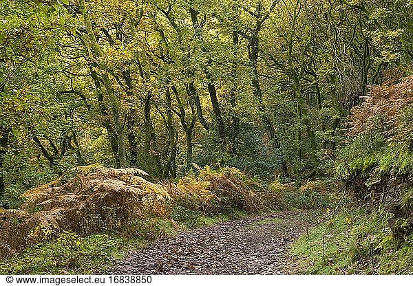 Worthy Wood im Herbst in der Nähe von Porlock Weir im Exmoor National Park  Somerset England.
