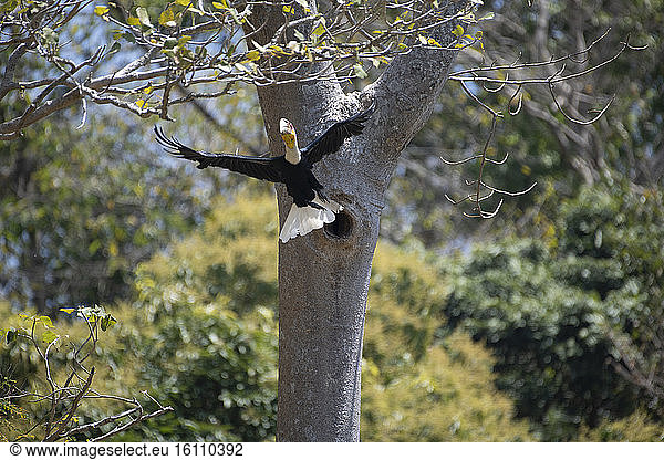 Wreathed Hornbill (Rhyticeros undulatus) taking off from its nest Tongbiguan China