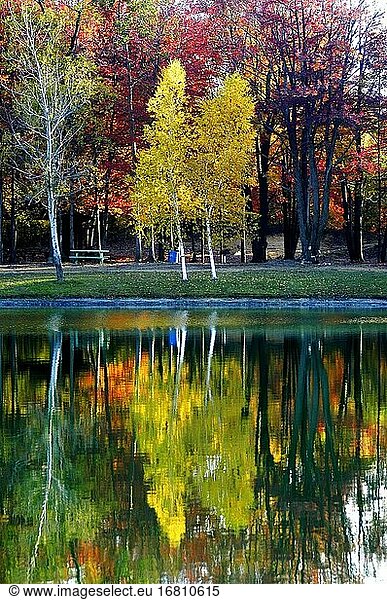 Wunderschöne Rotahorn-  Weißbirken- und Goldahornbäume in ihrer Herbstfärbung in Südost-Michigan MI in der Nähe von Detroit.