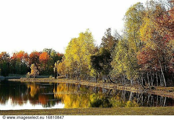 Wunderschöne Rotahorn-  Weißbirken- und Goldahornbäume in ihrer Herbstfärbung in Südost-Michigan MI in der Nähe von Detroit.