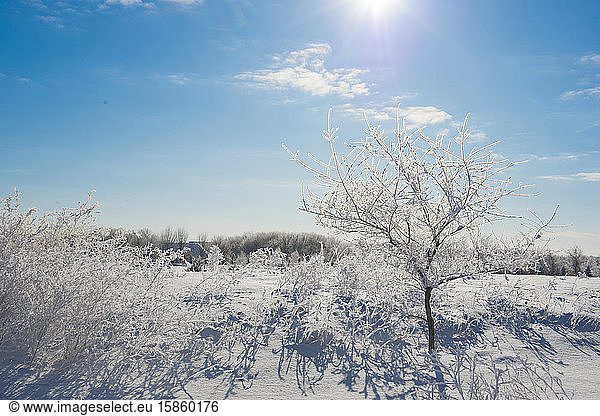 Wunderschöner schneebedeckter Busch am Wintermorgen