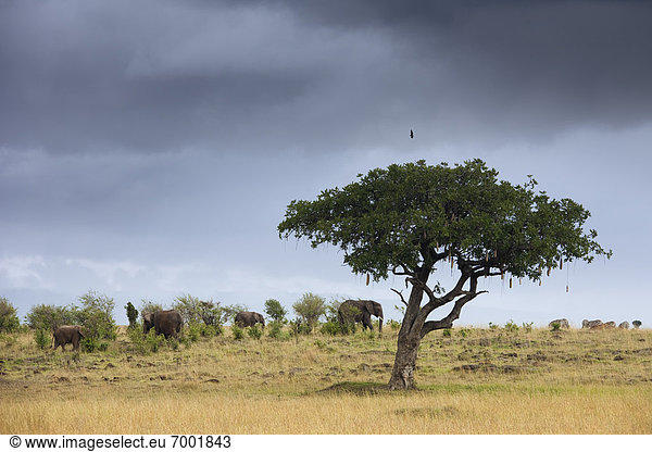 Wurst  Baum  Strauch  Elefant  Masai Mara National Reserve  Kenia