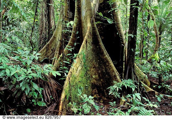 Wurzel  Ecuador  Regenwald