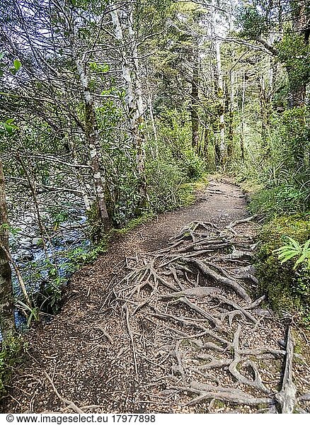 Wurzeln am Wanderweg Taranaki Falls Track  Tongariro Nationalpark  Nordinsel  Neuseeland  Ozeanien