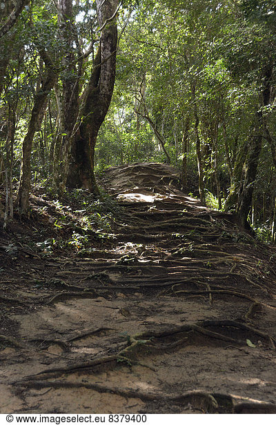 Wurzeln auf einem Pfad durch den Regenwald  bei Lopes Mendes  Ilha Grande  Bundesstaat Rio de Janeiro  Brasilien