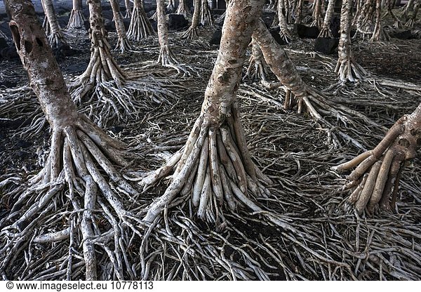 Wurzeln der Schraubenpalme (Pandanus) Pointe de la Table La Réunion Frankreich Europa
