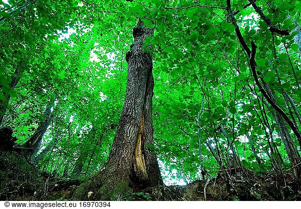 Wurzeln eines Baumes in La Hiruela  Madrid  Spanien