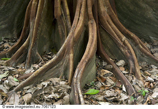 Wurzeln eines Ficus maxima  Sirena  Nationalpark Corcovado  Provinz Puntarenas  Costa Rica  Zentralamerika