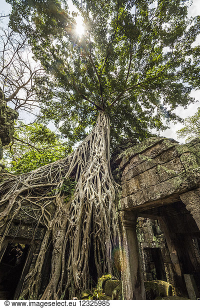 Wurzeln eines Seidenbaums (Ceiba pentadra),  der über den Ruinen von Ta Prohm wächst; Angkor,  Siem Reap,  Kambodscha