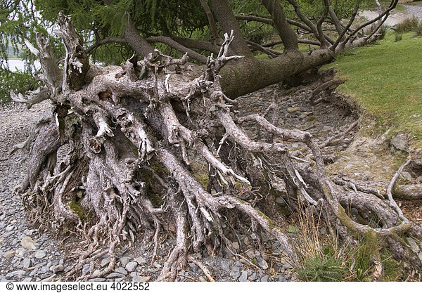 Wurzeln  umgestürzter Baum  Lake Buttermere  Lake District  Cumbria  Nord England  Großbritannien  Europa