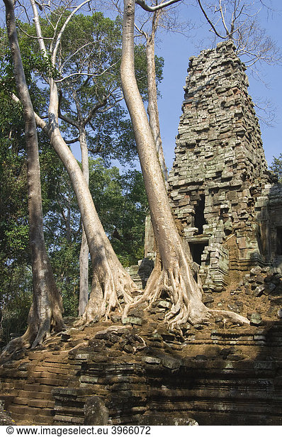 Wurzeln und Bäume überwuchern Ruinen  Preah Palilay Tempel  Angkor Thom  Welterbe der UNESCO  Siem Reap  Kambodscha
