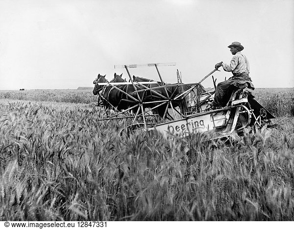 WYOMING: WHEAT HARVEST. A farmer harvesting wheat in a field in northern Wyoming  on lands irrigated with waters from the Shoshone River as part of the Shoshone Reclamation Project. Photographed c1915.