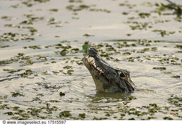 Yacare-Kaiman (Caiman crocodylus yacare)  Pantanal  Mato Grosso  Brasilien.