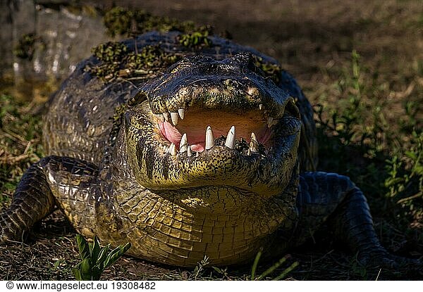 Yacare Kaiman  Krokodil mit offenem Maul in einem Feuchtgebiet im Pantanal  Paraguay  Südamerika