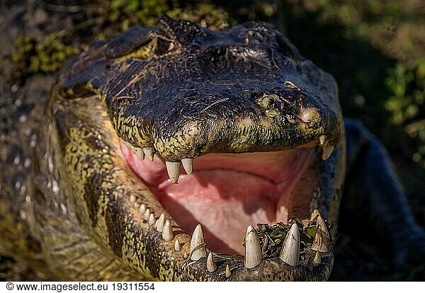 Yacare Kaiman  Krokodil mit offenem Maul in einem Feuchtgebiet im Pantanal  Paraguay  Südamerika