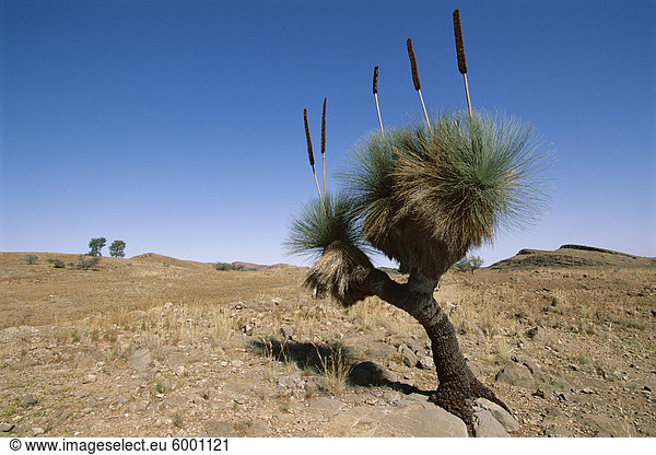 Yakka Pflanze,  Flinders Range,  South Australia,  Australien,  Pazifik
