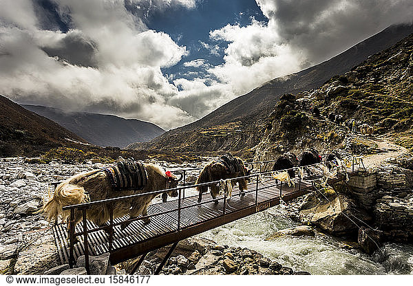 Yaks crossing a river of base camp trek  Everest Region Nepal Himalaya