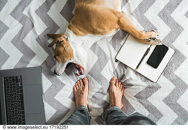 Yawning dog in bed  a laptop and standing human feet  top view -
