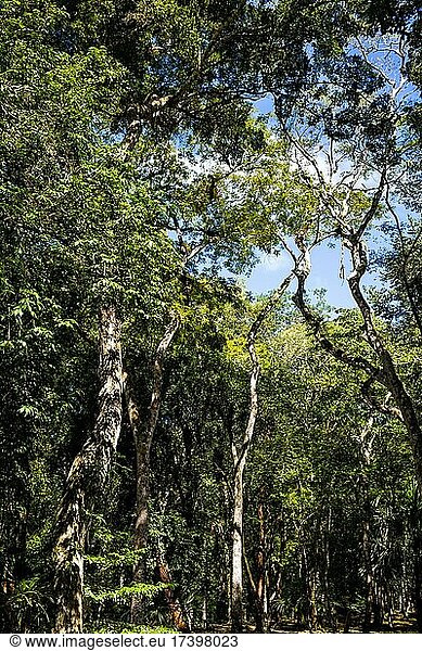 Yaxha inmitten des Regenwalds  drittgrößte Ruinenstadt der Maya  Yaxha  Guatemala  Mittelamerika