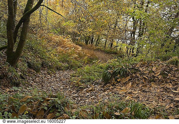 Yearnor Wood along the South West Coast Path in autumn in the Exmoor National Park  Somerset  England.