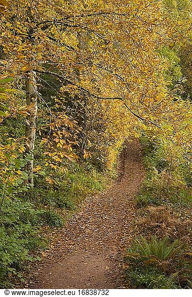 Yearnor Wood entlang des South West Coast Path im Herbst im Exmoor National Park  Somerset  England.