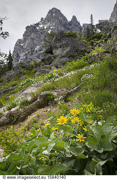 Yellow Arrowleaf Balsamroot wildflowers on the side of a mountain