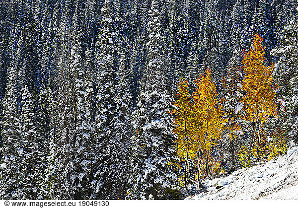 Yellow Aspens surrounded by Pine