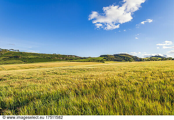 Yellow barley (Hordeum vulgare) field in summer