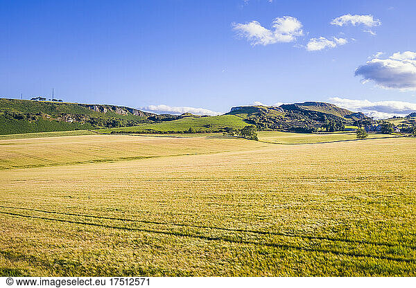 Yellow barley (Hordeum vulgare) field in summer