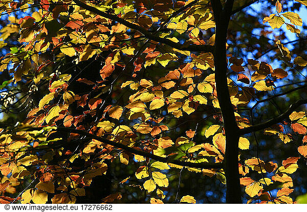 Yellow beech tree branches in autumn