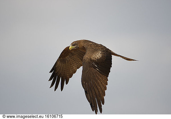 Yellow-billed Kite (Milvus aegyptius) in flight Botswana