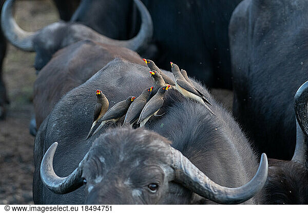 Yellow Billed Oxpeckers  Buphagus africanus  on the back of a buffalo.