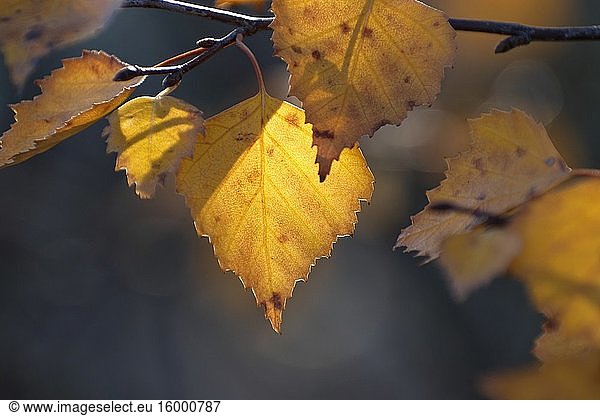 Yellow birch leaves are glowing in autumn sunlight.
