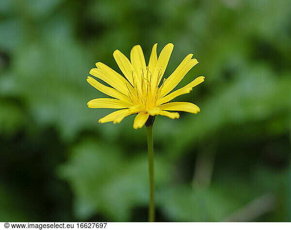 Yellow blooming daisy (Aposeris foetida)