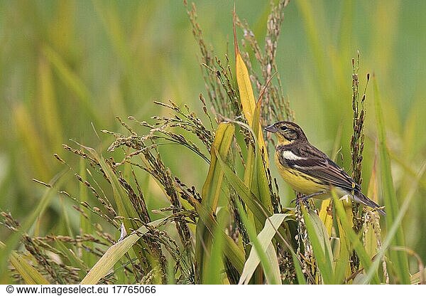 Yellow-breasted bunting (Emberiza aureola)  adult male  sitting in rice field  Hong Kong  China  Asia