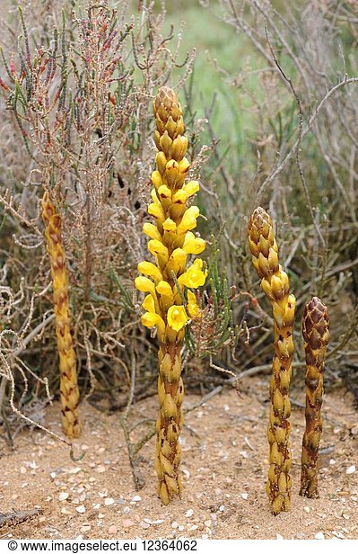Yellow broomrape (Cistanche phelypaea) is a parasitic plant native to eastern Mediterranean Basin. This photo was taken in Marismas del Odiel  Huelva province  Andalucia  Spain.