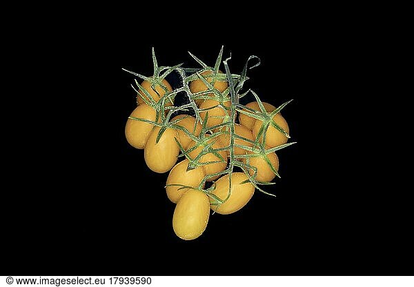 Yellow date tomatoes (Solanum lycopersicum) on the panicle  studio shot with black background