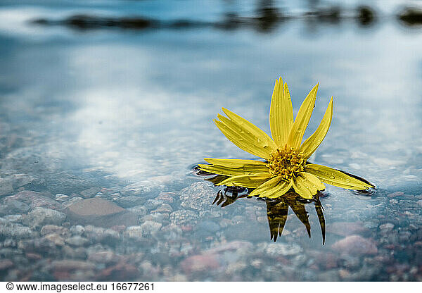 Yellow flower floating on top of water with reflection