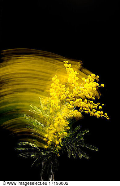 Yellow flower of mimosa on black background with motion blur