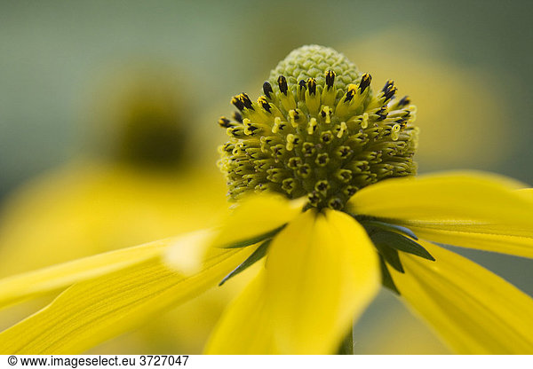 Yellow flower with pistil  Neuschoenau  Bavaria  Germany  Europe