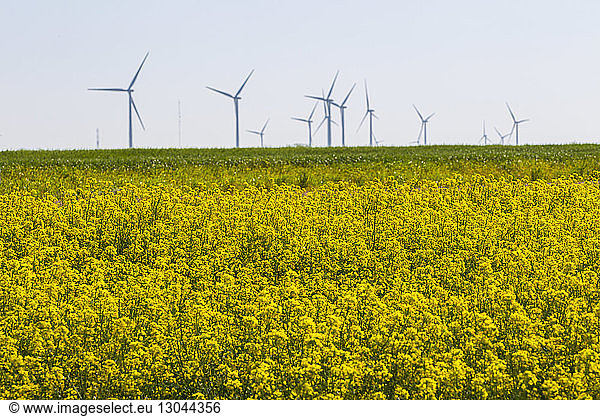 Yellow flowering plants growing on field against windmills