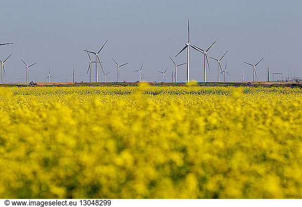 Yellow flowering plants on field against windmills