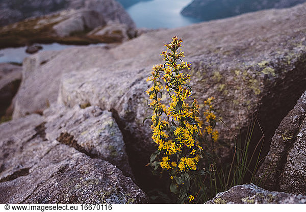 Yellow flowers amidst rocks with fjords view