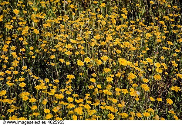 Yellow flowers. Odiel Marshes Natural Park. Huelva. Andalucia. Spain.
