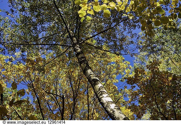 Yellow foliage of a birch tree in autumn. Bitsevski Park (Bitsa Park)  Moscow  Russia.