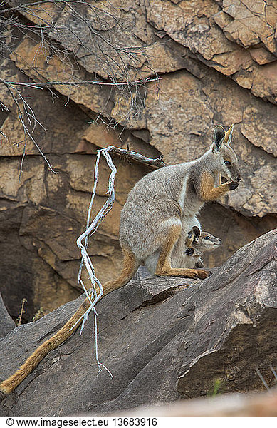 Yellow-footed Rock Wallaby (Petrogale xanthopus) feeding  with joey watching from pouch  Flinders Ranges  South Australia.