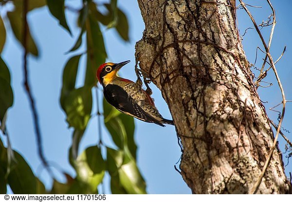 Yellow-fronted Woodpecker (Melanerpes flavifrons) photographed in Sooretama/Linhares Linhares Espirito Santo - Brazil. Atlantic Forest Biome.