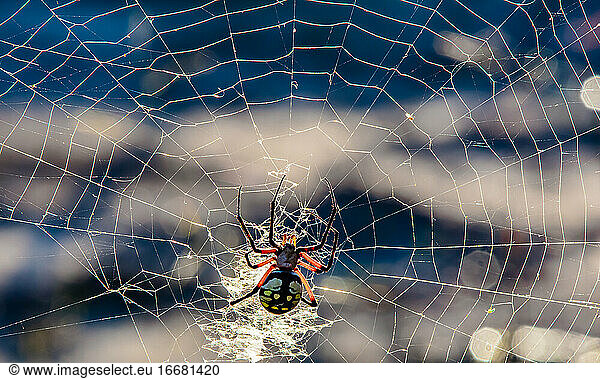 Yellow Garden ORB Weaver Spider in Paris  Texas