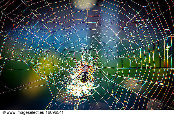 Yellow Garden ORB Weaver Spider in Paris  Texas