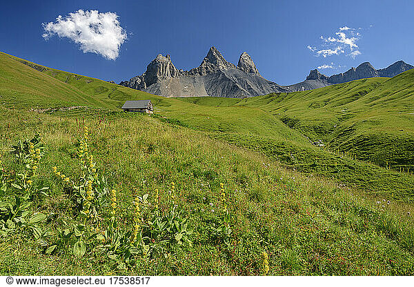 Yellow gentian on green landscape with famous mountain on sunny day  France